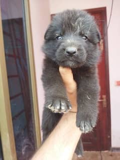 German shepherd long cot Black puppies and Black and tan puppies avail
