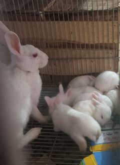 Red eyed white rabbits for sale