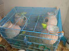 breeder Australian parrots for urgent sale