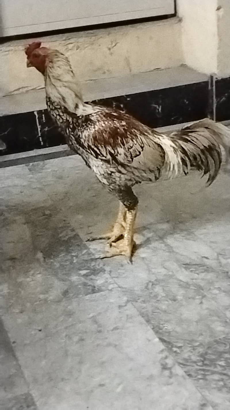 Shamo turkish cock 2