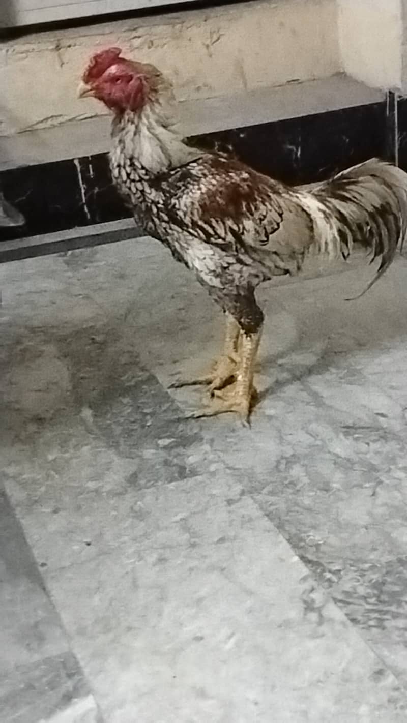 Shamo turkish cock 3