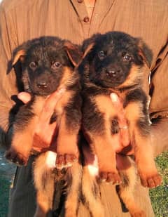 German Shepard dubal Cout pair 45 day for sale