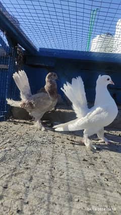 laka chiks pair white and brown fancy pigeon kabooter