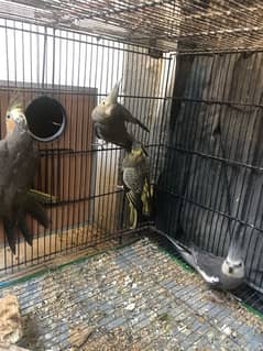 Confirm breeder grey cockatiel + new pair cockatiel