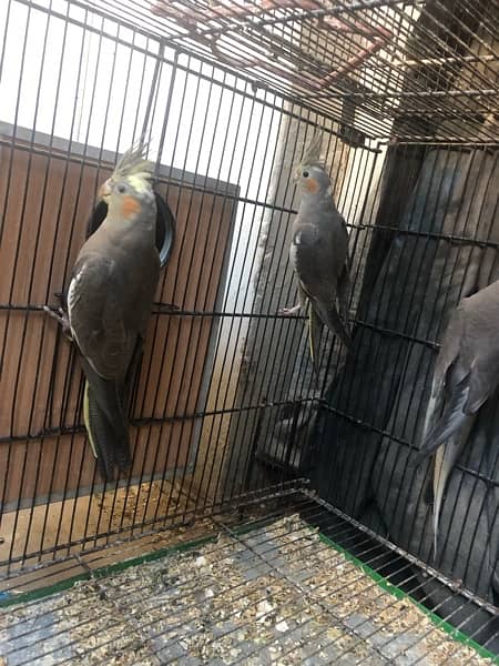 Confirm breeder grey cockatiel + new pair cockatiel 2