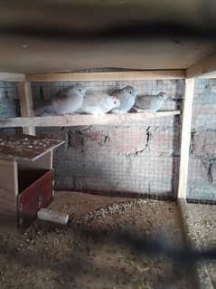 some dove for sale 0