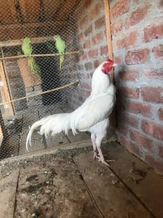 5 heera chicks top quality available