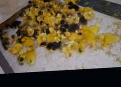 Duck chicks available 150 per piece 03086918773