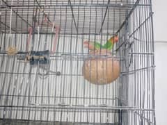 parrot and pingara bhi for sale ha 0