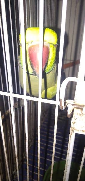 talking parrot 2