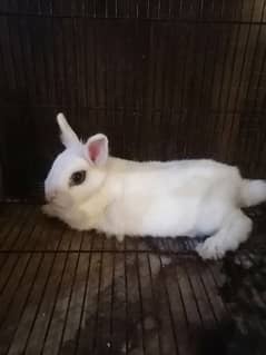 hotot dwarf rabbit