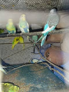 Budgie parrots
