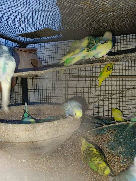 Budgie parrots 1