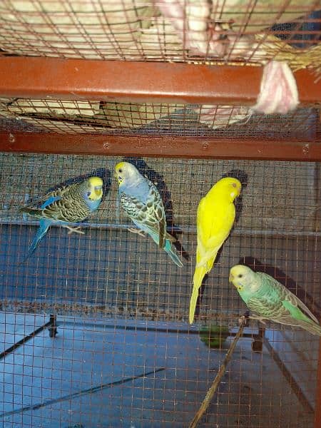 Budgie parrots 4