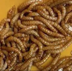 mealworms 50 rupees k 5 pice
