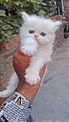 Persian Blue eyes Kitten