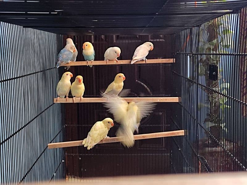 Master Cage Birds fixed Colony 1