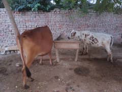 cow+baxhi  for sale