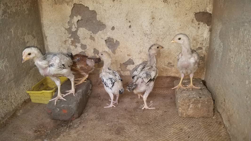 Aseel Chickens for Sale 3