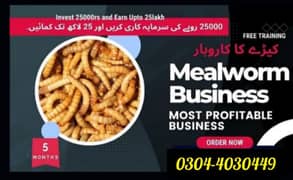 Mealworm,Fish Hens, Parrots, Pigeon,Finches,Doves,Aseel/Food