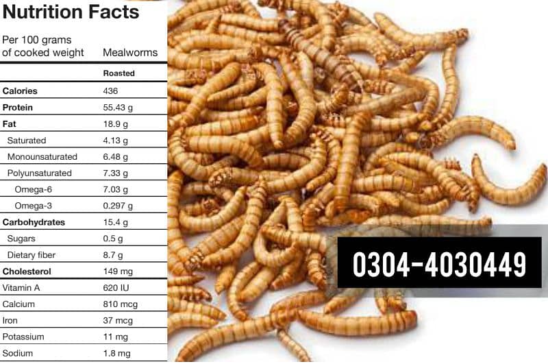 Mealworm,Fish Hens, Parrots, Pigeon,Finches,Doves,Aseel/Food 1