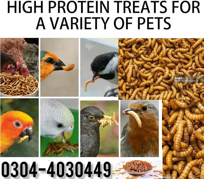 Mealworm,Fish Hens, Parrots, Pigeon,Finches,Doves,Aseel/Food 2