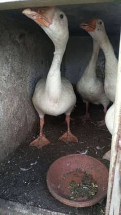 ducks 3 female 1 male
