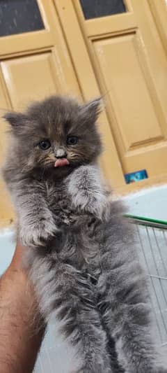 Persian/kittens