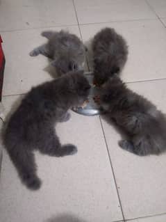 PERSION MALE AND FEMALE KITTENS AVAILABLE