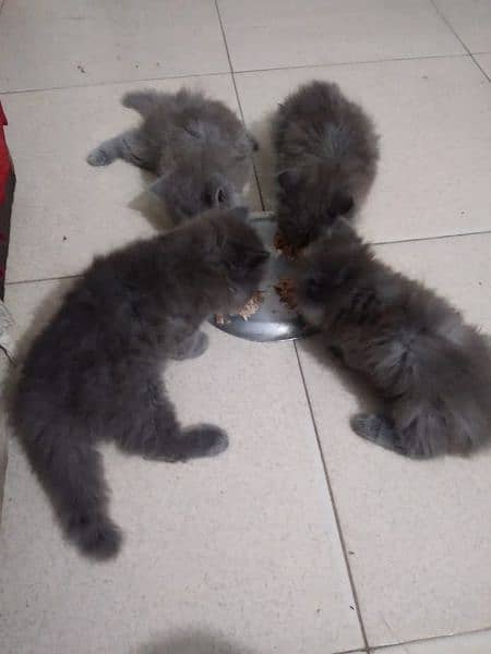 PERSION MALE AND FEMALE KITTENS AVAILABLE 0
