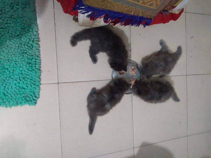 PERSION MALE AND FEMALE KITTENS AVAILABLE 1