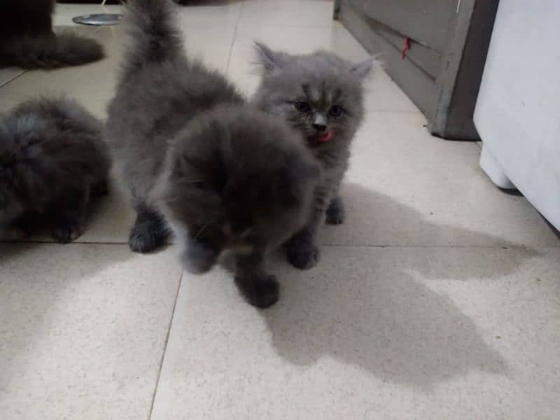 PERSION MALE AND FEMALE KITTENS AVAILABLE 2