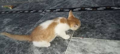 2 month cat no effect cat house free