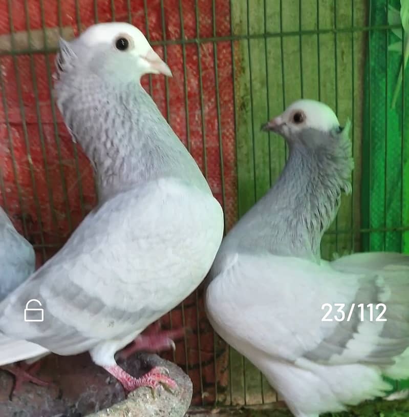 Mukhi pigeons 2