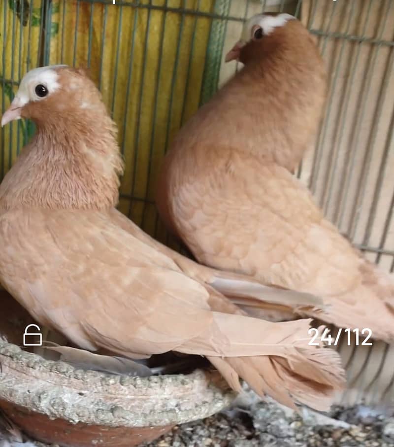 Mukhi pigeons 3