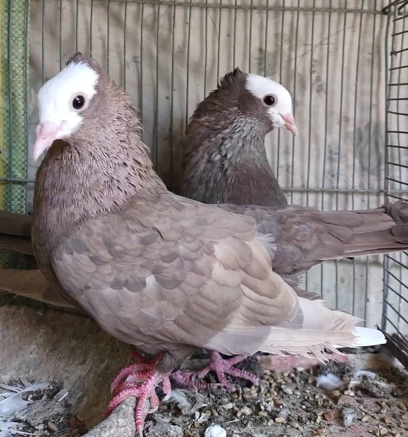 Mukhi pigeons 4