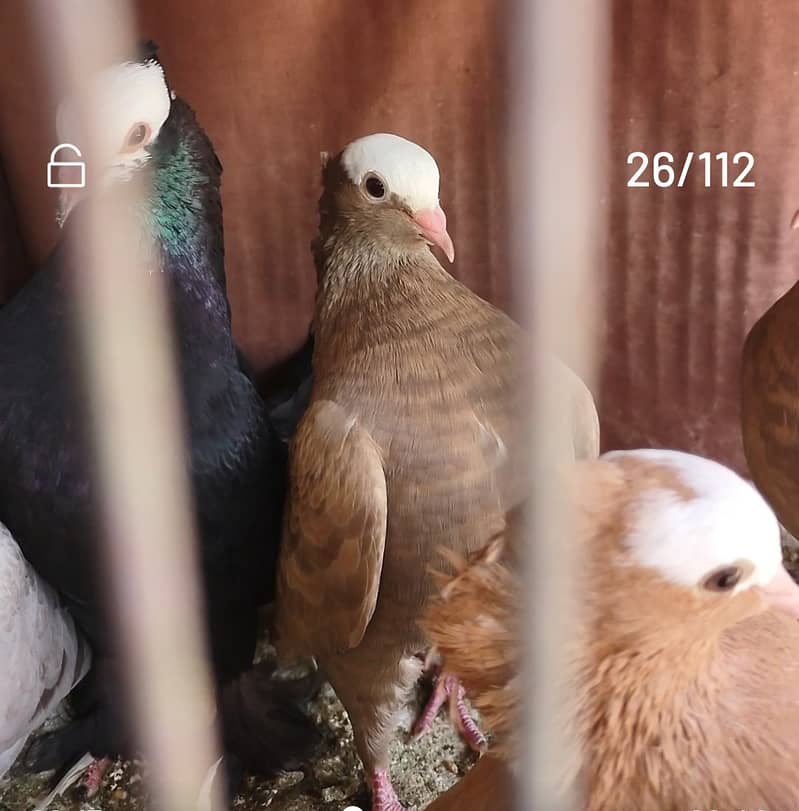 Mukhi pigeons 5