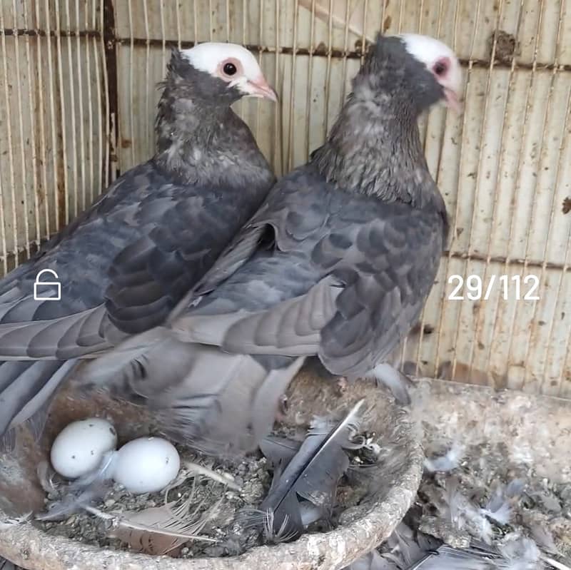 Mukhi pigeons 6