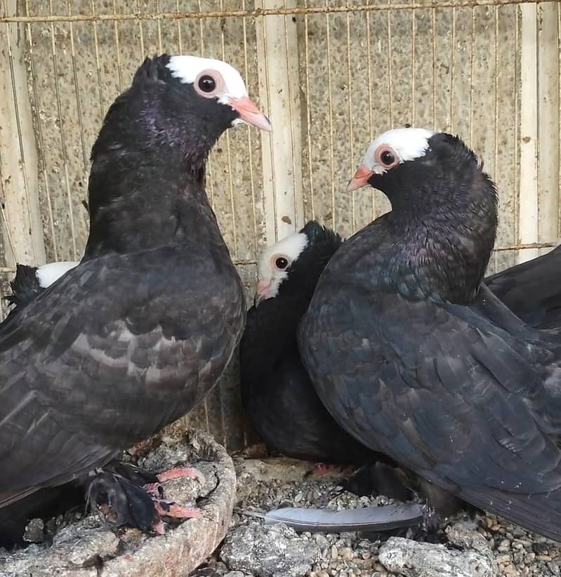 Mukhi pigeons 7