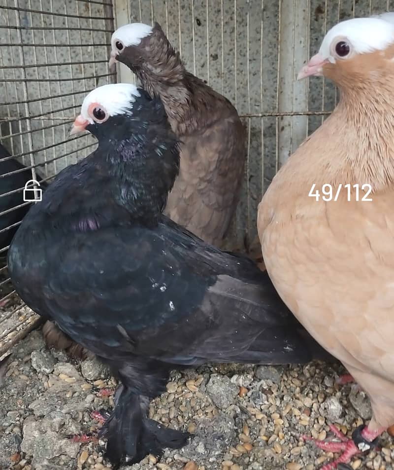 Mukhi pigeons 9