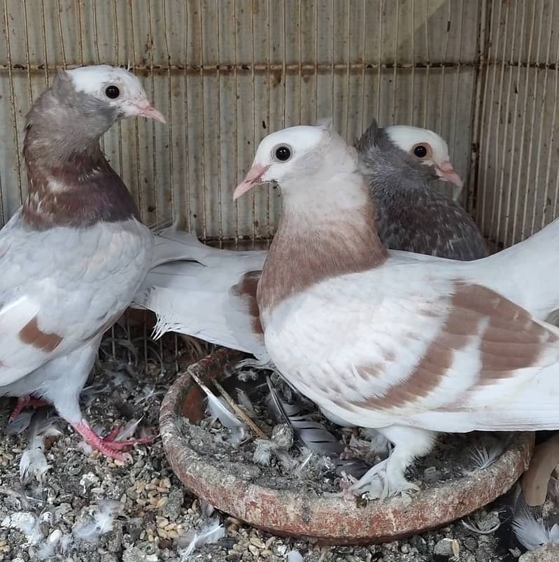 Mukhi pigeons 11