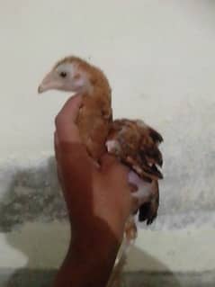 high quality aseel chick for sale 0