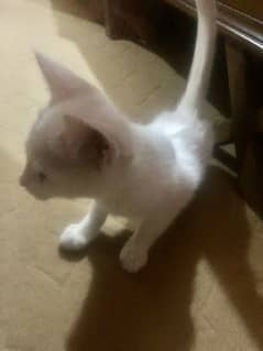 female cat for sell double eyes colour