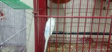 Australian parrot full young pairs for sale