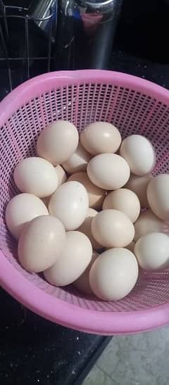 Pure Desi Andy (Eggs) 0