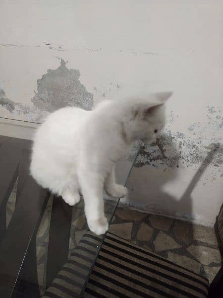 age 3 months trained white fur persian pair blue eyes u can buy 1 0