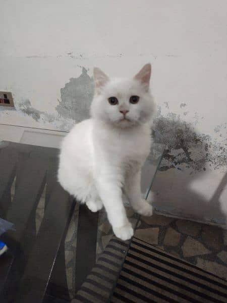 age 3 months trained white fur persian pair blue eyes u can buy 1 2