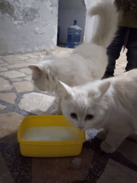 age 3 months trained white fur persian pair blue eyes u can buy 1 6