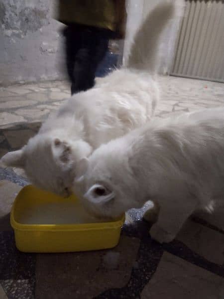 age 3 months trained white fur persian pair blue eyes u can buy 1 7