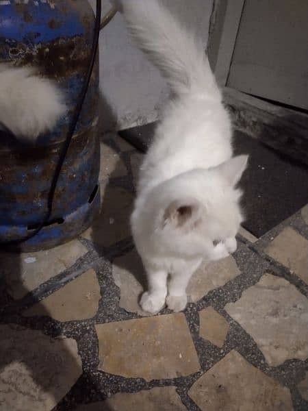 age 3 months trained white fur persian pair blue eyes u can buy 1 8